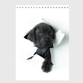 Скетчбук с принтом щенок Кане Корсо в Новосибирске, 100% бумага
 | 48 листов, плотность листов — 100 г/м2, плотность картонной обложки — 250 г/м2. Листы скреплены сверху удобной пружинной спиралью | animal | black | break | breed | dog | kid | paper | puppy | tear | torn | дог | животное | малыш | порода | прорыв | разрыв | рваная | собака | черный | щенок