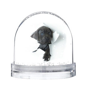 Снежный шар с принтом щенок Кане Корсо в Новосибирске, Пластик | Изображение внутри шара печатается на глянцевой фотобумаге с двух сторон | animal | black | break | breed | dog | kid | paper | puppy | tear | torn | дог | животное | малыш | порода | прорыв | разрыв | рваная | собака | черный | щенок