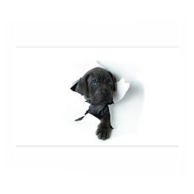 Бумага для упаковки 3D с принтом щенок Кане Корсо в Новосибирске, пластик и полированная сталь | круглая форма, металлическое крепление в виде кольца | animal | black | break | breed | dog | kid | paper | puppy | tear | torn | дог | животное | малыш | порода | прорыв | разрыв | рваная | собака | черный | щенок