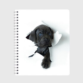 Тетрадь с принтом щенок Кане Корсо в Новосибирске, 100% бумага | 48 листов, плотность листов — 60 г/м2, плотность картонной обложки — 250 г/м2. Листы скреплены сбоку удобной пружинной спиралью. Уголки страниц и обложки скругленные. Цвет линий — светло-серый
 | animal | black | break | breed | dog | kid | paper | puppy | tear | torn | дог | животное | малыш | порода | прорыв | разрыв | рваная | собака | черный | щенок