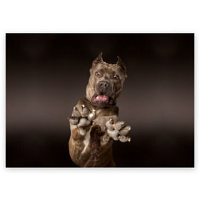 Поздравительная открытка с принтом Кане корсо в Новосибирске, 100% бумага | плотность бумаги 280 г/м2, матовая, на обратной стороне линовка и место для марки
 | animal | breed | brown | dog | fear | jump | legs | throw | бросок | дог | животное | испуг | коричневый | лапы | порода | прыжок | собака