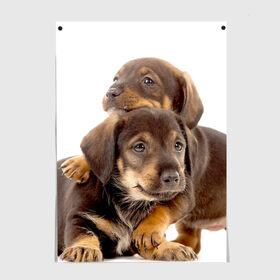 Постер с принтом Таксы в Новосибирске, 100% бумага
 | бумага, плотность 150 мг. Матовая, но за счет высокого коэффициента гладкости имеет небольшой блеск и дает на свету блики, но в отличии от глянцевой бумаги не покрыта лаком | brothers | dachshunds | kids | pets | puppies | small dogs | братья | животные | маленькие | малыши | собаки | таксы | щенки