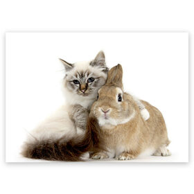 Поздравительная открытка с принтом Кот и кролик в Новосибирске, 100% бумага | плотность бумаги 280 г/м2, матовая, на обратной стороне линовка и место для марки
 | cat | cute | fluffy | friends | friendship | hug | kitty | rabbit | toddlers | дружба | друзья | кот | котенок | кролик | любовь | малыши | милые | обнимаются | пушистые