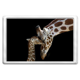 Магнит 45*70 с принтом Жирафы в Новосибирске, Пластик | Размер: 78*52 мм; Размер печати: 70*45 | Тематика изображения на принте: africa | animals | baby | child | family | giraffes | head | mother | африка | головы | животные | жирафы | любовь | малыш | мама | ребенок | семья