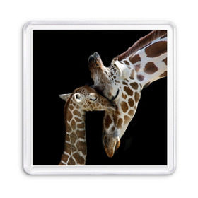 Магнит 55*55 с принтом Жирафы в Новосибирске, Пластик | Размер: 65*65 мм; Размер печати: 55*55 мм | Тематика изображения на принте: africa | animals | baby | child | family | giraffes | head | mother | африка | головы | животные | жирафы | любовь | малыш | мама | ребенок | семья