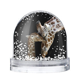 Снежный шар с принтом Жирафы в Новосибирске, Пластик | Изображение внутри шара печатается на глянцевой фотобумаге с двух сторон | africa | animals | baby | child | family | giraffes | head | mother | африка | головы | животные | жирафы | любовь | малыш | мама | ребенок | семья