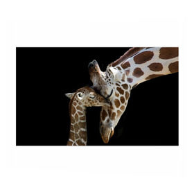 Бумага для упаковки 3D с принтом Жирафы в Новосибирске, пластик и полированная сталь | круглая форма, металлическое крепление в виде кольца | Тематика изображения на принте: africa | animals | baby | child | family | giraffes | head | mother | африка | головы | животные | жирафы | любовь | малыш | мама | ребенок | семья