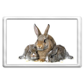 Магнит 45*70 с принтом Кролики в Новосибирске, Пластик | Размер: 78*52 мм; Размер печати: 70*45 | animals | bunnies | cute | eared | family | fluffy | kids | mom | rabbits | животные | зайцы | кролики | малыши | мама | милые | пушистые | семья | ушастые