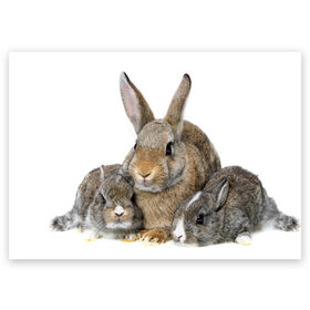 Поздравительная открытка с принтом Кролики в Новосибирске, 100% бумага | плотность бумаги 280 г/м2, матовая, на обратной стороне линовка и место для марки
 | animals | bunnies | cute | eared | family | fluffy | kids | mom | rabbits | животные | зайцы | кролики | малыши | мама | милые | пушистые | семья | ушастые