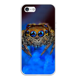 Чехол для iPhone 5/5S матовый с принтом Паук в Новосибирске, Силикон | Область печати: задняя сторона чехла, без боковых панелей | Тематика изображения на принте: глаза | животные | насекомые | паук | природа