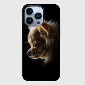 Чехол для iPhone 13 Pro с принтом Чихуахуа в Новосибирске,  |  | Тематика изображения на принте: голова животного | прикольные картинки | собака | чихуахуа | щенок