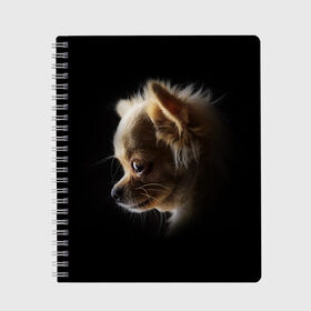 Тетрадь с принтом Чихуахуа в Новосибирске, 100% бумага | 48 листов, плотность листов — 60 г/м2, плотность картонной обложки — 250 г/м2. Листы скреплены сбоку удобной пружинной спиралью. Уголки страниц и обложки скругленные. Цвет линий — светло-серый
 | Тематика изображения на принте: голова животного | прикольные картинки | собака | чихуахуа | щенок
