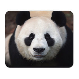 Коврик прямоугольный с принтом Милая панда в Новосибирске, натуральный каучук | размер 230 х 185 мм; запечатка лицевой стороны | Тематика изображения на принте: animal | hunny | panda | животные | классная | милая | милота | панда | фото | хорошая