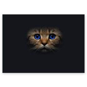 Поздравительная открытка с принтом Кот с синими глазами в Новосибирске, 100% бумага | плотность бумаги 280 г/м2, матовая, на обратной стороне линовка и место для марки
 | кот | котенок | кошка | мордочка
