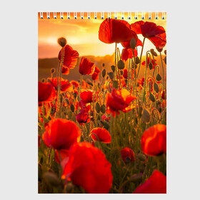 Скетчбук с принтом Маки в Новосибирске, 100% бумага
 | 48 листов, плотность листов — 100 г/м2, плотность картонной обложки — 250 г/м2. Листы скреплены сверху удобной пружинной спиралью | field | flowers | meadow | nature | poppies | red | sky | summer | sun | sunset | wild | закат | красные | лето | луг | маки | небо | поле | полевые | природа | солнце | цветы