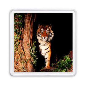 Магнит 55*55 с принтом Тигр в Новосибирске, Пластик | Размер: 65*65 мм; Размер печати: 55*55 мм | Тематика изображения на принте: дикая кошка | лес | природа | тигр | хищник