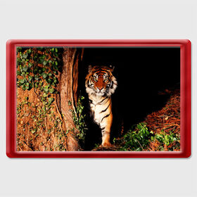 Магнит 45*70 с принтом Тигр в Новосибирске, Пластик | Размер: 78*52 мм; Размер печати: 70*45 | Тематика изображения на принте: дикая кошка | лес | природа | тигр | хищник