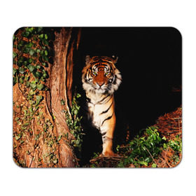 Коврик прямоугольный с принтом Тигр в Новосибирске, натуральный каучук | размер 230 х 185 мм; запечатка лицевой стороны | дикая кошка | лес | природа | тигр | хищник