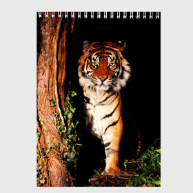 Скетчбук с принтом Тигр в Новосибирске, 100% бумага
 | 48 листов, плотность листов — 100 г/м2, плотность картонной обложки — 250 г/м2. Листы скреплены сверху удобной пружинной спиралью | Тематика изображения на принте: дикая кошка | лес | природа | тигр | хищник