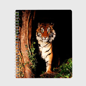 Тетрадь с принтом Тигр в Новосибирске, 100% бумага | 48 листов, плотность листов — 60 г/м2, плотность картонной обложки — 250 г/м2. Листы скреплены сбоку удобной пружинной спиралью. Уголки страниц и обложки скругленные. Цвет линий — светло-серый
 | Тематика изображения на принте: дикая кошка | лес | природа | тигр | хищник