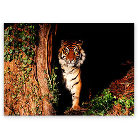 Поздравительная открытка с принтом Тигр в Новосибирске, 100% бумага | плотность бумаги 280 г/м2, матовая, на обратной стороне линовка и место для марки
 | дикая кошка | лес | природа | тигр | хищник