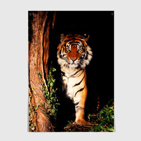 Постер с принтом Тигр в Новосибирске, 100% бумага
 | бумага, плотность 150 мг. Матовая, но за счет высокого коэффициента гладкости имеет небольшой блеск и дает на свету блики, но в отличии от глянцевой бумаги не покрыта лаком | дикая кошка | лес | природа | тигр | хищник