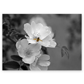 Поздравительная открытка с принтом Пчела на цветах в Новосибирске, 100% бумага | плотность бумаги 280 г/м2, матовая, на обратной стороне линовка и место для марки
 | Тематика изображения на принте: лепестки | цветы