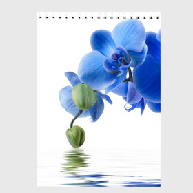 Скетчбук с принтом Веточка орхидеи в Новосибирске, 100% бумага
 | 48 листов, плотность листов — 100 г/м2, плотность картонной обложки — 250 г/м2. Листы скреплены сверху удобной пружинной спиралью | ветка | красота | нежность | орхидея | природа | растение | фауна | цветок | цветы
