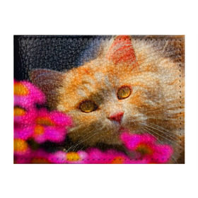 Обложка для студенческого билета с принтом Кошечка в Новосибирске, натуральная кожа | Размер: 11*8 см; Печать на всей внешней стороне | животные | кот | кошка | милая | рыжий