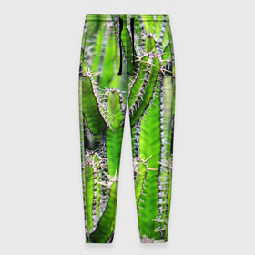 Мужские брюки 3D с принтом Кактус в Новосибирске, 100% полиэстер | манжеты по низу, эластичный пояс регулируется шнурком, по бокам два кармана без застежек, внутренняя часть кармана из мелкой сетки | кактус | колючки | прикольные картинки | природа | цветочки | цветы