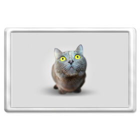 Магнит 45*70 с принтом Удивлённый кот в Новосибирске, Пластик | Размер: 78*52 мм; Размер печати: 70*45 | Тематика изображения на принте: киска | кот | кошка