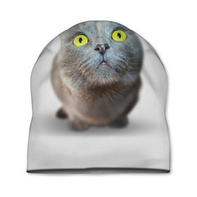 Шапка 3D с принтом Удивлённый кот в Новосибирске, 100% полиэстер | универсальный размер, печать по всей поверхности изделия | киска | кот | кошка