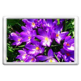 Магнит 45*70 с принтом Сиреневая прелесть в Новосибирске, Пластик | Размер: 78*52 мм; Размер печати: 70*45 | лепестки | прикольные картинки | сиреневый | цветочки | цветы