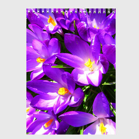 Скетчбук с принтом Сиреневая прелесть в Новосибирске, 100% бумага
 | 48 листов, плотность листов — 100 г/м2, плотность картонной обложки — 250 г/м2. Листы скреплены сверху удобной пружинной спиралью | Тематика изображения на принте: лепестки | прикольные картинки | сиреневый | цветочки | цветы