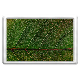 Магнит 45*70 с принтом Листик в Новосибирске, Пластик | Размер: 78*52 мм; Размер печати: 70*45 | Тематика изображения на принте: дерево | зеленый | зелень | лист | природа | растения