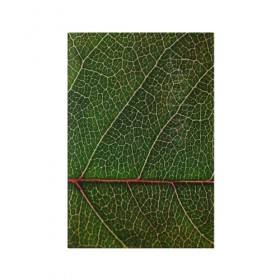 Обложка для паспорта матовая кожа с принтом Листик в Новосибирске, натуральная матовая кожа | размер 19,3 х 13,7 см; прозрачные пластиковые крепления | Тематика изображения на принте: дерево | зеленый | зелень | лист | природа | растения