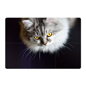 Магнитный плакат 3Х2 с принтом Жёлтые глаза в Новосибирске, Полимерный материал с магнитным слоем | 6 деталей размером 9*9 см | Тематика изображения на принте: взгляд | глаза | голова животного | киска | кот | котёнок | кошка | прикольные картинки