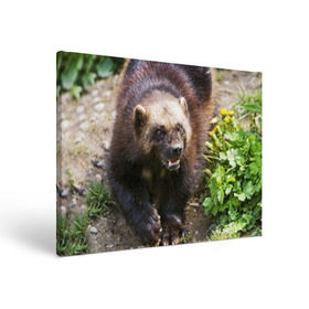Холст прямоугольный с принтом Росомаха в Новосибирске, 100% ПВХ |  | животные | лес | медведи | охота | природа | туризм