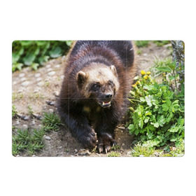 Магнитный плакат 3Х2 с принтом Росомаха в Новосибирске, Полимерный материал с магнитным слоем | 6 деталей размером 9*9 см | животные | лес | медведи | охота | природа | туризм