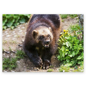 Поздравительная открытка с принтом Росомаха в Новосибирске, 100% бумага | плотность бумаги 280 г/м2, матовая, на обратной стороне линовка и место для марки
 | Тематика изображения на принте: животные | лес | медведи | охота | природа | туризм
