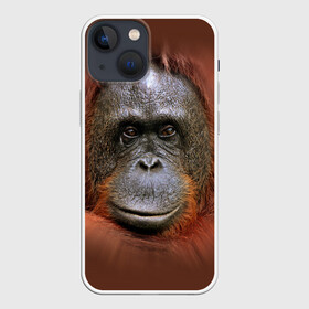 Чехол для iPhone 13 mini с принтом Обезьяна в Новосибирске,  |  | животные | о.м.с.к. | обезьяна | орангутанг