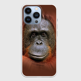 Чехол для iPhone 13 Pro с принтом Обезьяна в Новосибирске,  |  | животные | о.м.с.к. | обезьяна | орангутанг