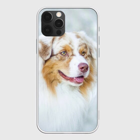 Чехол для iPhone 12 Pro Max с принтом Австралийская овчарка в Новосибирске, Силикон |  | австралийская овчарка | животные | природа | собака | щенок