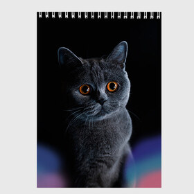 Скетчбук с принтом Британец 1 в Новосибирске, 100% бумага
 | 48 листов, плотность листов — 100 г/м2, плотность картонной обложки — 250 г/м2. Листы скреплены сверху удобной пружинной спиралью | британец | британская | британцы | кот | котенок | котик | котэ | кошка