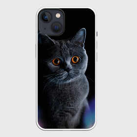 Чехол для iPhone 13 с принтом Британец 1 в Новосибирске,  |  | британец | британская | британцы | кот | котенок | котик | котэ | кошка