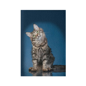 Обложка для паспорта матовая кожа с принтом Мейн-кун 2 в Новосибирске, натуральная матовая кожа | размер 19,3 х 13,7 см; прозрачные пластиковые крепления | кот | котенок | котик | котэ | кошка | мейн кун | мейнкун | мэйн кун | мэйнкун