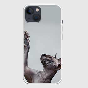 Чехол для iPhone 13 с принтом Сфинкс 3 в Новосибирске,  |  | кот | котенок | котик | котэ | кошка | сфинкс