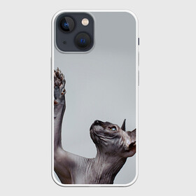 Чехол для iPhone 13 mini с принтом Сфинкс 3 в Новосибирске,  |  | кот | котенок | котик | котэ | кошка | сфинкс