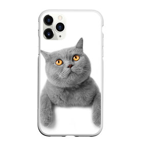Чехол для iPhone 11 Pro Max матовый с принтом Британец 2 в Новосибирске, Силикон |  | Тематика изображения на принте: британец | британская | британцы | кот | котенок | котик | котэ | кошка