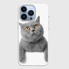 Чехол для iPhone 13 Pro с принтом Британец 2 в Новосибирске,  |  | британец | британская | британцы | кот | котенок | котик | котэ | кошка